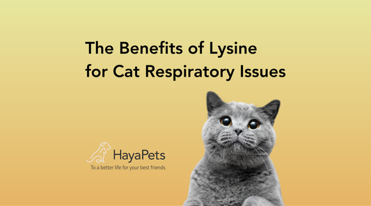 The Benefits of Lysine for Cat Respiratory Issues
