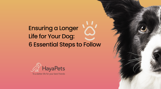 Ensuring a Longer Life for Your Dog: 6 Essential Steps to Follow