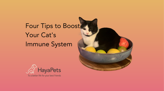 Four Tips to Boost Your Cat's Immune System
