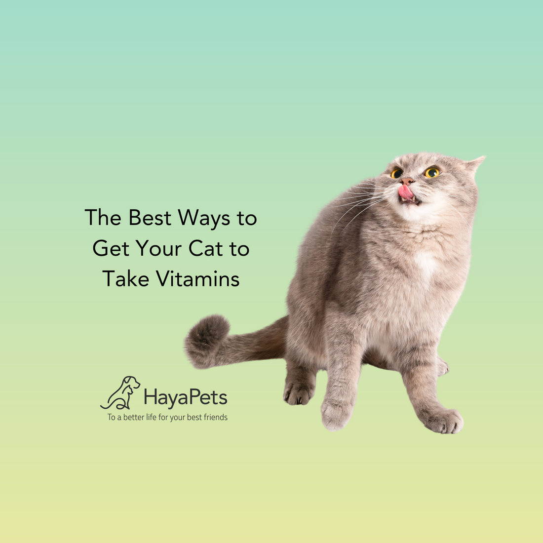 The Best Ways to Get Your Cat to Take Vitamins