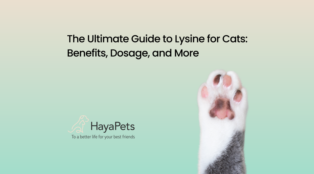 The Ultimate Guide to Lysine for Cats: Benefits, Dosage, and More